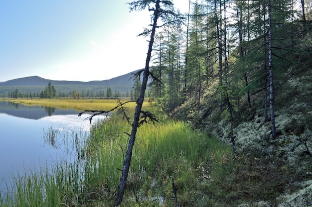 Eau bleue du lac sous le ciel bleu encadré de tiges de carex