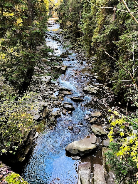 Photo eau claire dans le paysage fluvial de la forêt des carpates au printemps