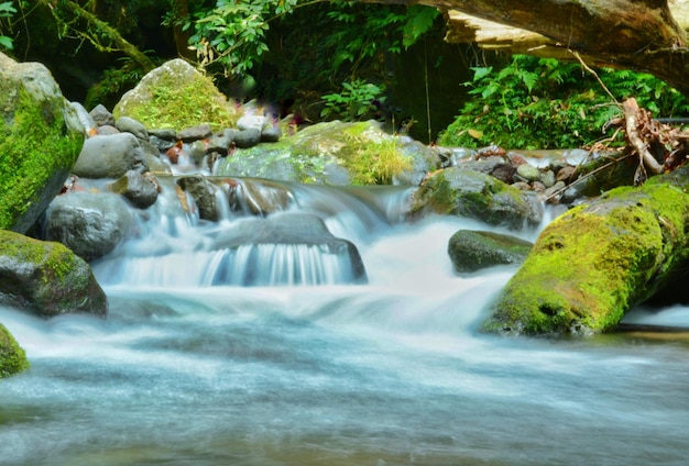 L'eau coule en cascade à travers les pierres de la forêt.