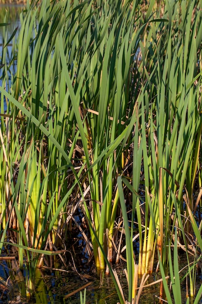 L'eau dans le lac par temps calme et venteux