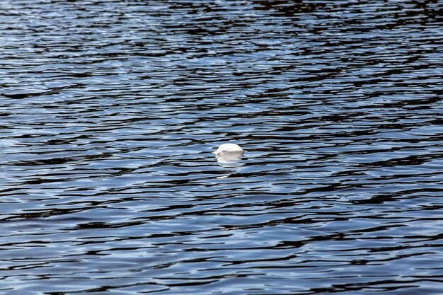 L'eau dans le lac par temps calme et venteux