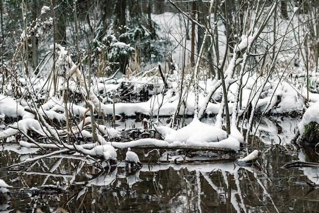 L'eau dans un marais avec de la neige sur le rivage