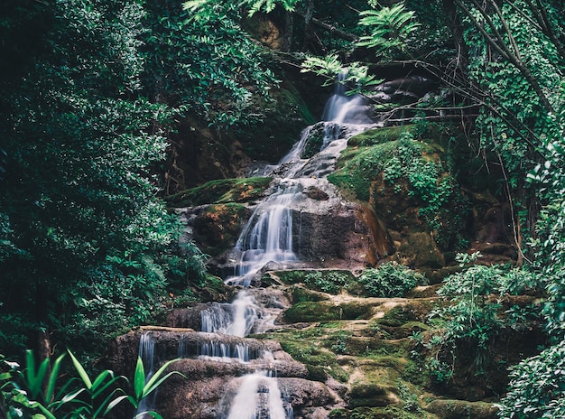 Eau douce du ruisseau dans le parc naturel Belle cascade dans la forêt tropicale