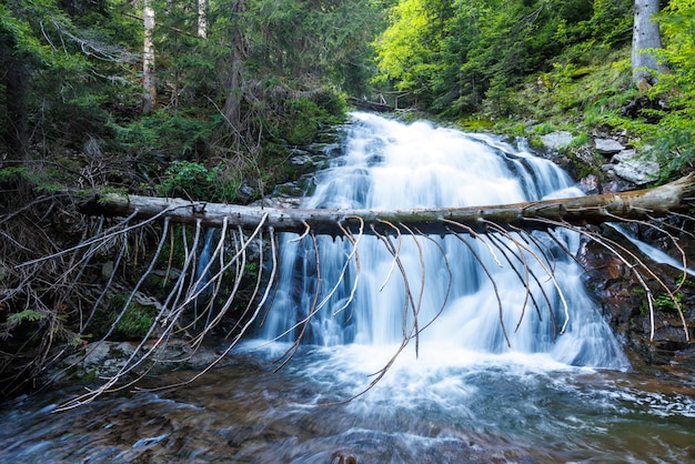 L'eau du ruisseau coule parmi les pierres et coule sous une bûche dans une forêt