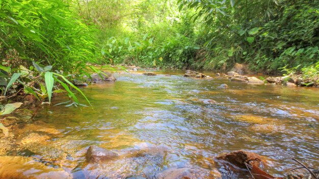 Eau du ruisseau dans le parc naturel de Phatthalung, Thaïlande