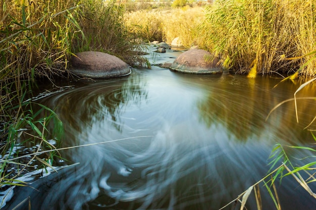 L'eau est claire jusqu'au fond des arbres verts comme des épingles à cheveux des ruisseaux de montagne en été