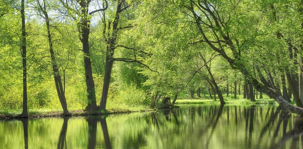 Eau de l'étang dans le parc forestier paysage d'été nature lac à l'extérieur parmi les arbres verts