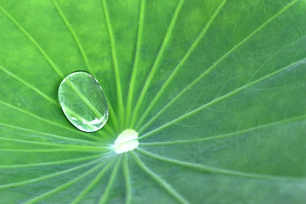 Eau sur feuille de lotus