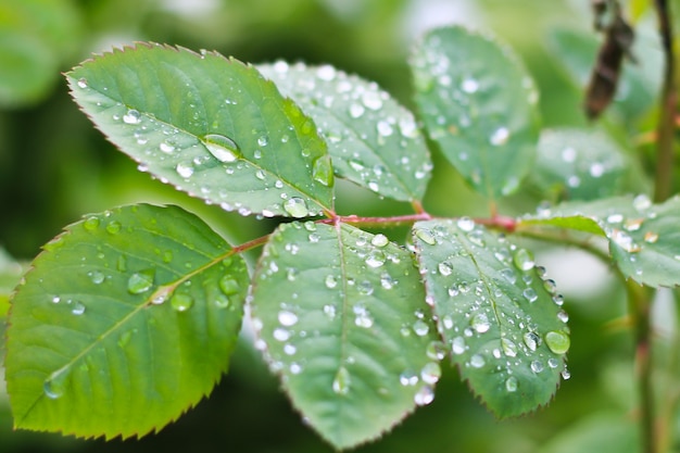 L'eau sur les feuilles