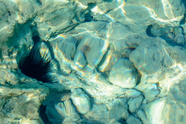 eau flou fond de mer texture des fonds marins ensoleillés pierres de sable poissons colorés