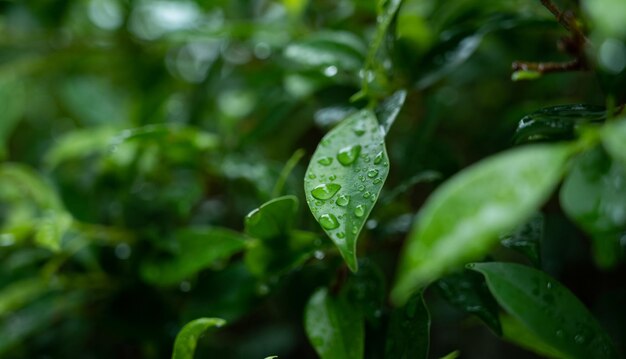 Eau sur fond de congé Feuille verte nature gouttelettes rainning