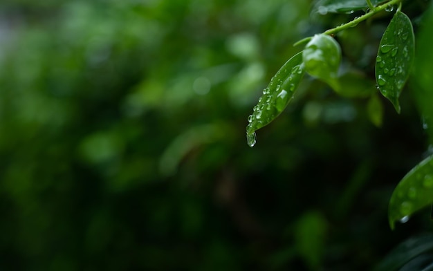 Eau sur fond de congé Feuille verte nature gouttelettes rainning