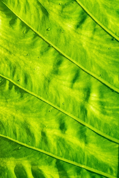 Eau sur fond de congé, nature feuille verte