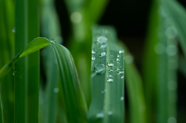 Photo eau sur fond de congé, nature feuille verte