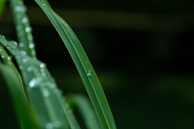 Eau sur fond de congé, nature feuille verte