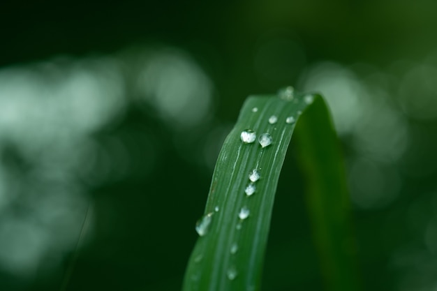 Eau sur fond de congé, nature feuille verte