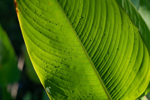 Eau sur fond de congé, nature feuille verte