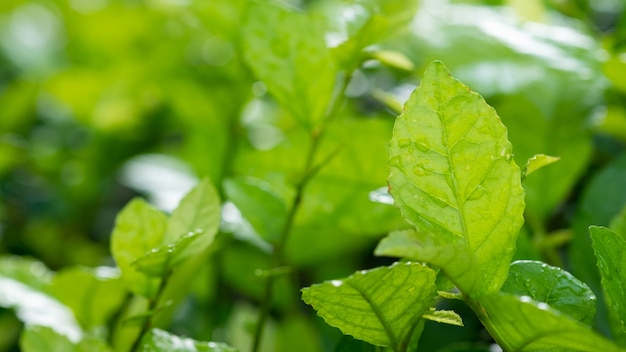 Eau sur fond de congé, nature feuille verte