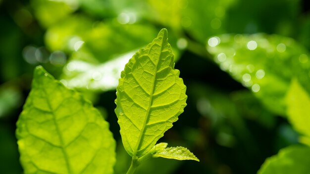 Eau sur fond de congé, nature feuille verte