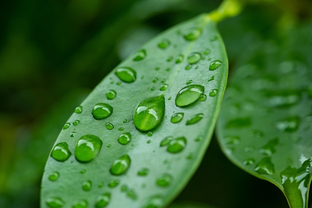 Eau sur fond de congé, nature feuille verte