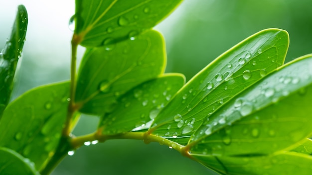 Eau sur fond de congé, nature feuille verte