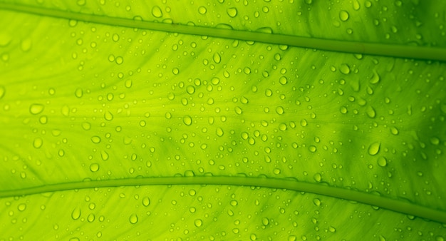 Eau sur fond de congé, nature feuille verte