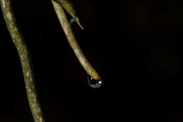 L&#39;eau de fond macro tombe sur la plante