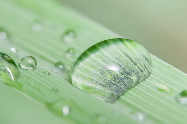 L&#39;eau de fond macro tombe sur la plante