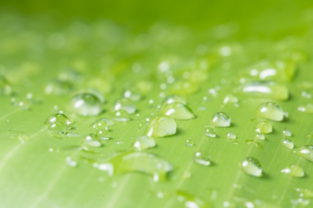 L&#39;eau de fond tombe sur les feuilles