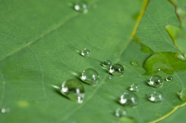 L&#39;eau de fond tombe sur les feuilles