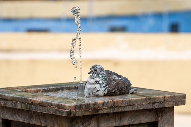 L'eau jaillit d'une fontaine en marbre et d'un pigeon