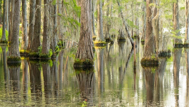 L'eau lisse reflète les cyprès dans le lac Swamp Marsh