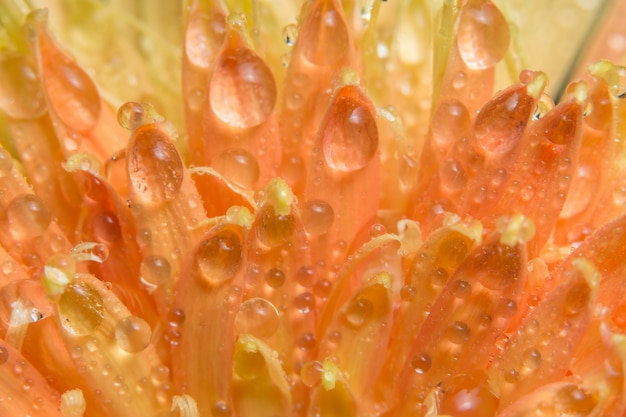 L&#39;eau macro de fond tombe sur les fleurs.