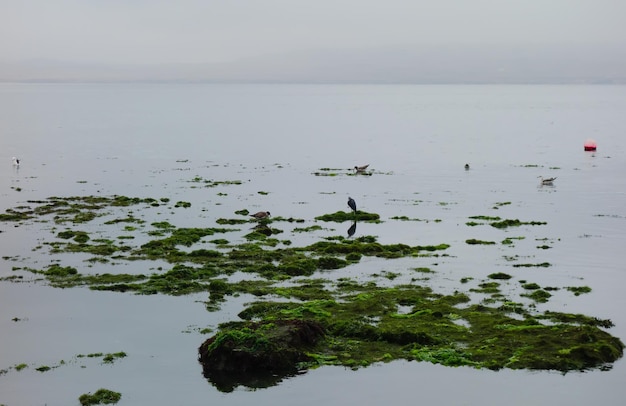 L'eau de mer avec des algues au village de Paracas Ica Pérou