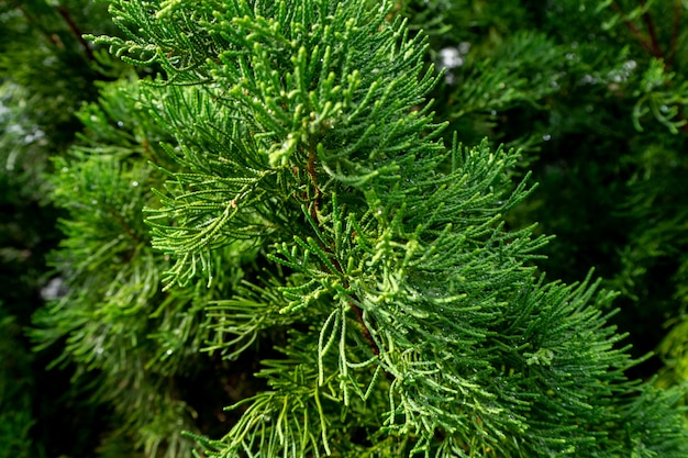 L'eau de pluie laisse tomber la feuille des pins.