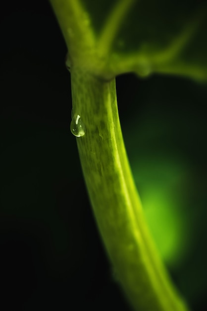 Eau de pluie sur macro de feuilles vertes. Belles gouttes et texture des feuilles dans la nature. Fond naturel en saison des pluies.