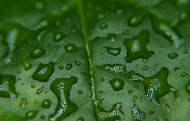 L'eau de pluie tombe sur la feuille verte