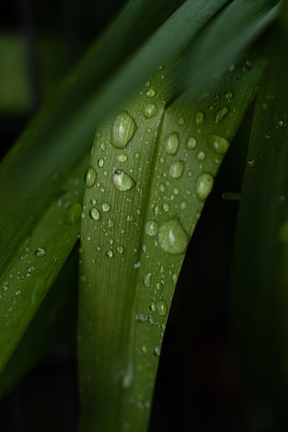 Eau de pluie transparente sur une feuille verte Goutte d'eau sur l'herbe