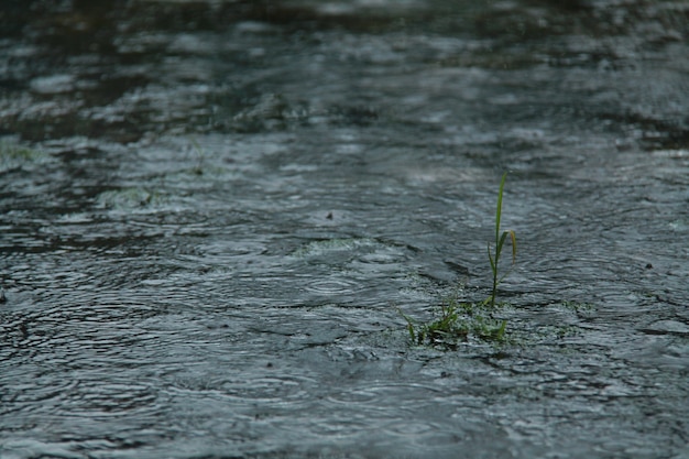 eau de pluie