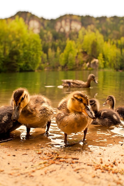 Photo l'eau potable du canard