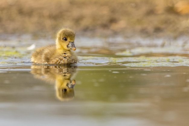 Photo l'eau potable du canard