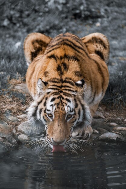 Photo l'eau potable du tigre