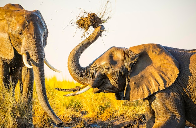 L'eau potable des éléphants