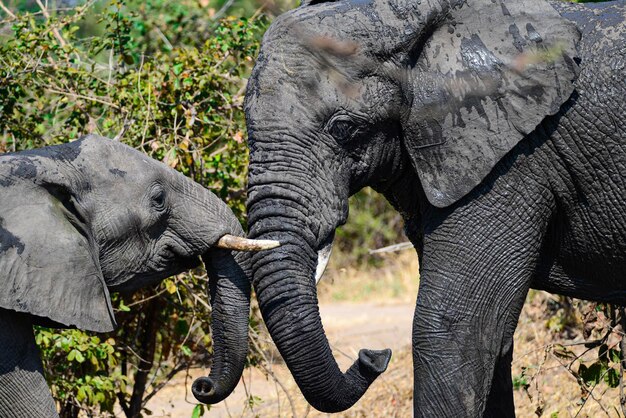 Photo l'eau potable des éléphants