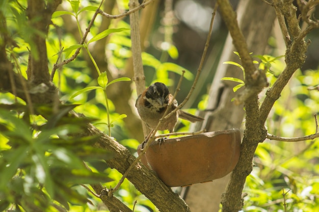 Photo eau potable oiseau