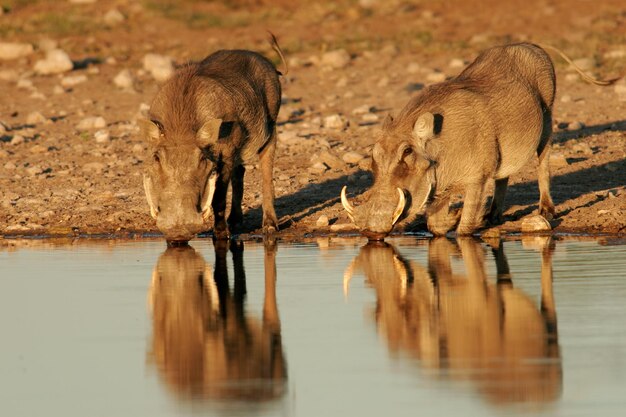 Photo eau potable pour le porc verru