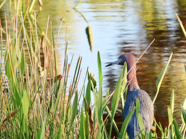 Photo l'eau reflète la beauté de la nature