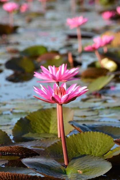 Eau rose pleine fleur Lilly