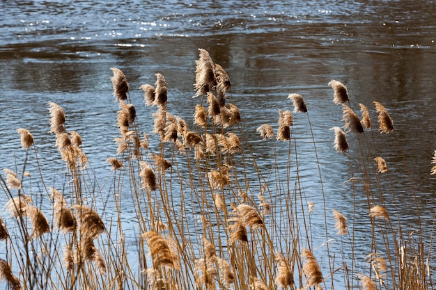 Eau sombre et plantes qui poussent au bord d'un lac ou d'une rivière, surface ondulée de l'eau sur un lac dans la nature