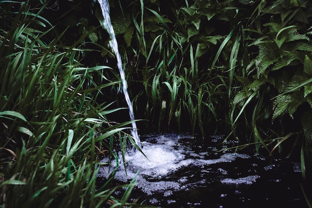 Eau de source qui coule sur fond de fourrés d'orties et de roseaux